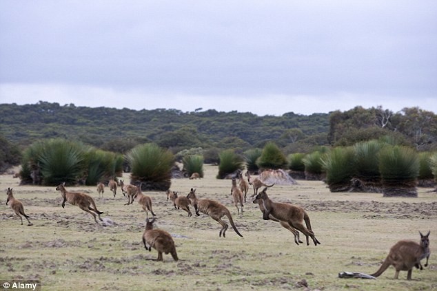 Đảo[-]Chuột[-]Túi[-][-]ở[-]Australia